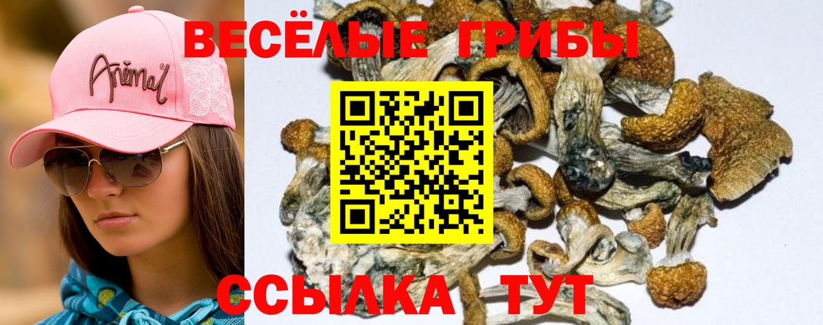 Острогожск  Псилоцибиновые грибы GOLDEN TEACHER  Псилоцибиновые грибы Magic Shrooms  Вход с VPN 